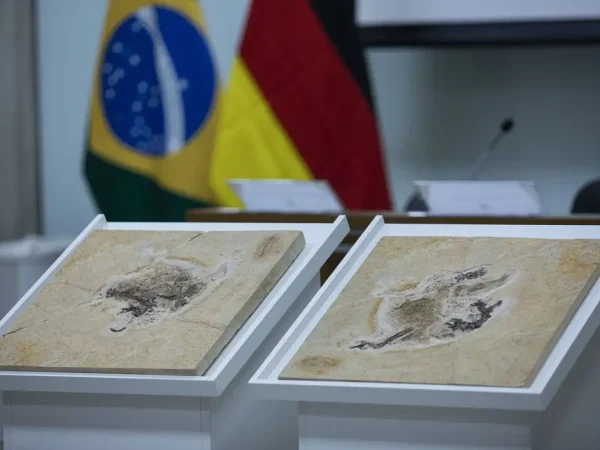Brasília (DF) 12/06/2023 - O Ministério da Ciência, Tecnologia e Inovação cerimônia de repatriação do fóssil Ubirajara jubatus para o Brasil. O fóssil viveu há 110 milhões de anos na região do Geoparque do Araripe, entre os estados do Ceará, Pernambuco e Piauí. Levada para a Alemanha por pesquisadores estrangeiros nos anos 1990, a relíquia estava no Museu Estadual de História Natural Karlsruhe. No retorno ao Brasil, o fóssil fará parte do acervo do Museu de Paleontologia Plácido Cidade Nuvens, que pertence à URCA, na cidade de Santana do Cariri (CE).
Foto: Joédson Alves/Agência Brasil