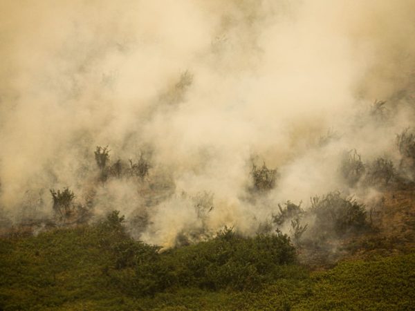 Porto Jofre (MT) 17/11/2023 – Incêndio florestal que atige o Pantanal.
Foto: Joédson Alves/Agência Brasil