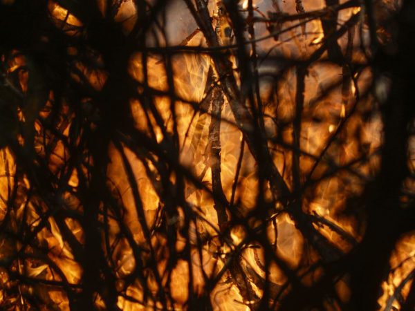 Poconé (MT) 17/11/2023 – Detalhe de galhos sendo queimados no Parque Nacional do Pantanal Mato-Grossense durante incêndio florestal.
Foto: Joédson Alves/Agência Brasil