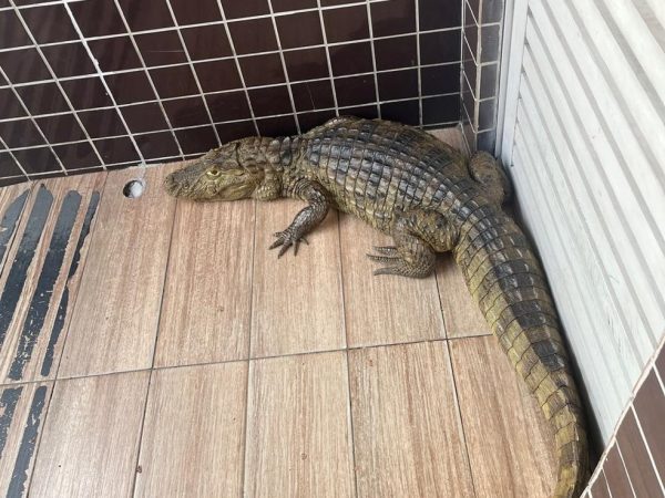 Jacaré permaneceu no local por cerca de cinco horas — Foto: Reprodução/TV Cabo Branco