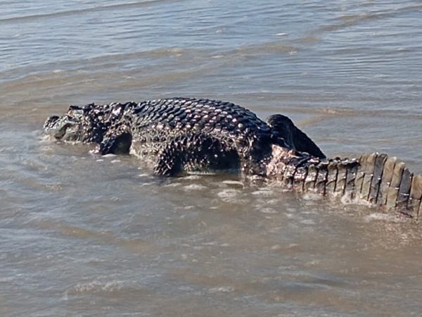 Jacaré encontrado na praia de Genipabu, nesta terça (6) — Foto: Reprodução