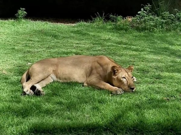 Leona, leoa que matou homem que invadiu recinto dela no zoológico de João Pessoa — Foto: Reprodução/PMJP