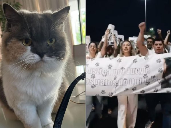 Gata Lucy morreu após ser capturada em Mossoró; moradores de condomínio fizeram protesto  — Foto: Reprodução