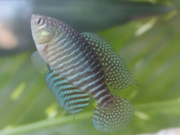 Nova espécie de peixe Hypsolebias lulai (macho), que foi descoberta em Lagoa Salgada — Foto: Divulgação