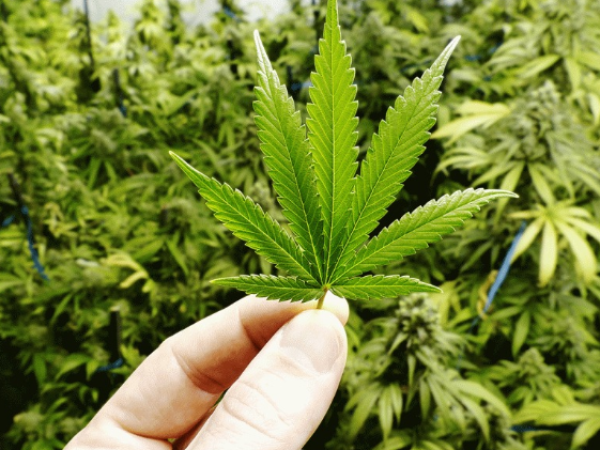 75% dos usuários de cannabis apresentavam enfisema. — Foto: Reprodução