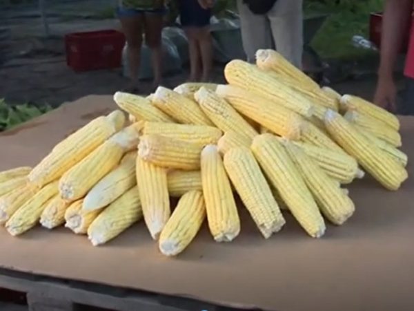 mao-de-milho-sem-palha Pesquisa do Procon estadual comparou preços de milho em mercados públicos de João Pessoa — Foto: Reprodução/TV Cabo Branco