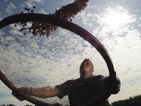 Plantação de café onde pesquisadores da Embrapa estudam os efeitos do aquecimento terrestre e o do aumento de CO2 na atmosfera no comportamento das plantas. O estudo pretende prever como será o