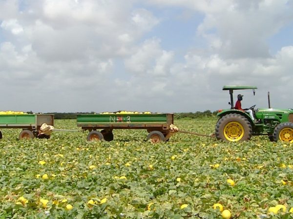 Setor da agropecuária foi o que mais demitiu em fevereiro no estado. — Foto: Inter TV Costa Branca