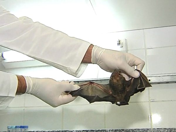 Morcegos foram responsáveis por quase 90% dos casos de raiva registrados em 2019 no Rio Grande do Norte — Foto: Reprodução/TV Globo