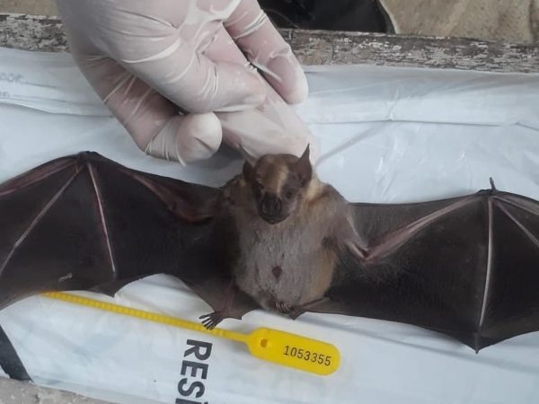 Morcegos podem transmitir Raiva para animais domésticos, segundo Centro de Controle de Zoonoses de Natal — Foto: CCZ Natal/Divulgação