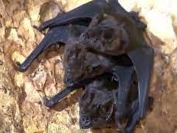 Os chineses e os seus parceiros científicos do Ocidente sempre negaram que houvesse criação de morcegos no local. — Foto: Reprodução