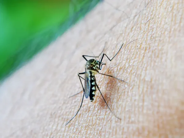 Mosquito da Dengue, Aedes Aegypti, picada. Foto: nuzeee/Pixabay