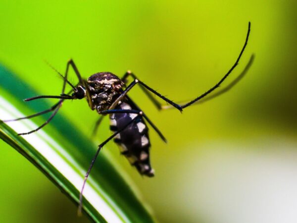 Mosquito da Dengue, Aedes Aegypti, picada, Malária. Foto: shammiknr/Pixabay