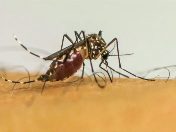 Rio de Janeiro (RJ) 13/04/2024 - Epidemia de dengue no Brasil é o tema do Caminhos da Reportagem deste domingo
Frame EBC