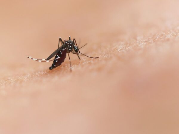 Mosquito transmissor da dengue — Foto: National Institute of Allergy and Infectious Diseases/ Unsplash