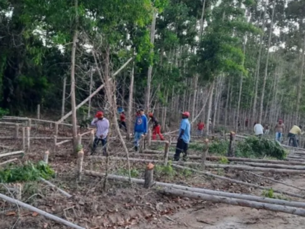 Ao todo, 1.550 sem-terra ocuparam na madrugada áreas de cultivo de eucalipto. — Foto: MST/ Divulgação