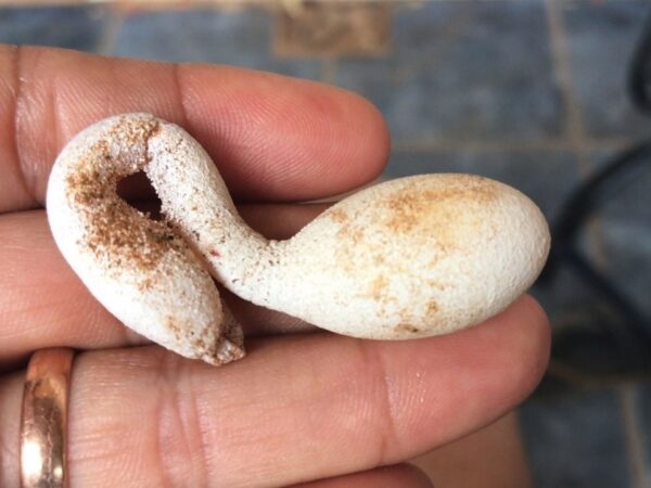 Ovo colocado pela galinha em Pedra Grande, no interior do RN — Foto: Divulgação