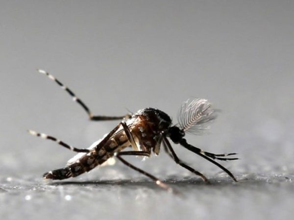 Mosquito Aedes aegypti é o transmissor da zika, dengue e chikungunya. — Foto: Paulo Whitaker/Reuters