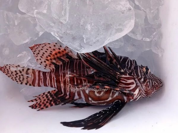 Peixe-leão, espécie nativa do Oceano Atlântico que invadiu os mares da Paraíba — Foto: Sudema/Divulgação