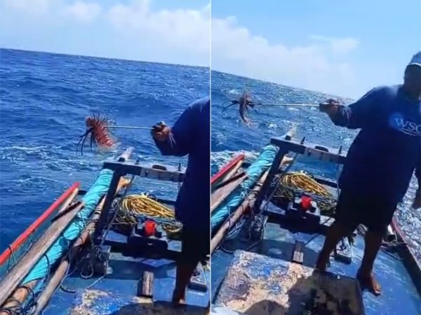 Peixe-leão foi capturado na praia de Ponta do Mel — Foto: Reprodução