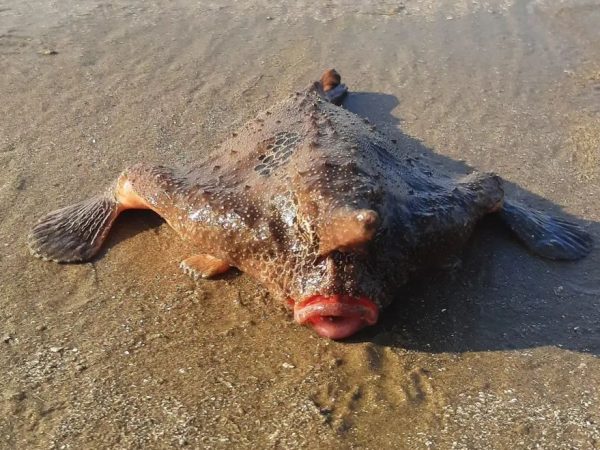 Peixe-morcego foi encontrado em Praia Grande, SP — Foto: Divulgação/Rema Forte
