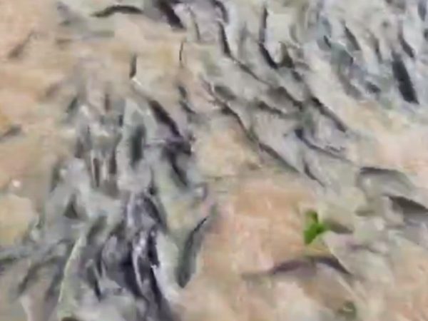 Peixes acumulados em barragem de Rafael Fernandes, RN — Foto: Reprodução