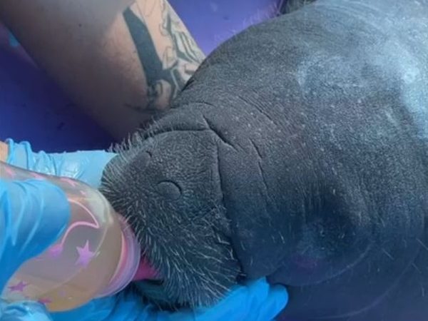 Peixe-boi foi resgatado em Santa Rita, no litoral Norte do RN — Foto: Divulgação/Cemam