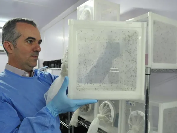 Rio de Janeiro (RJ) 09/02/2024 - Pesquisador Luciano - Especial para matéria - Mosquitos com Wolbachia reduzem casos de dengue em Niterói.
Foto: Peter Ilicciev/WMP Brasil/Fiocruz