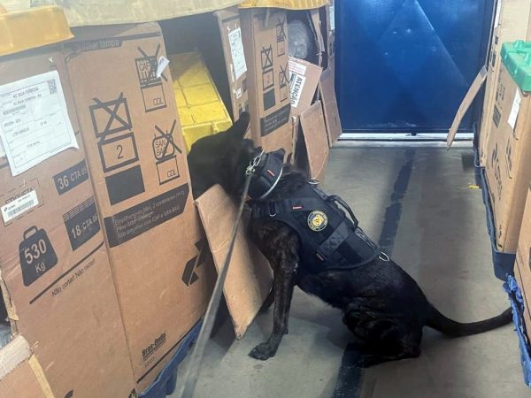 Cães farejadores foram usados na localização das encomendas com drogas nos Correios, em Natal — Foto: PF/Divulgação