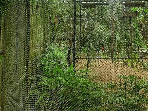 Parque Arruda Câmara atualmente, no local onde ficam as aves — Foto: Reprodução/Patrícia Cantisani/Secom Parque Arruda Câmara