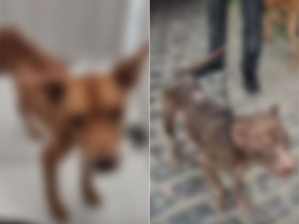 Pitbulls foram resgatados pela Polícia Civil — Foto: Divulgação/Polícia Civil