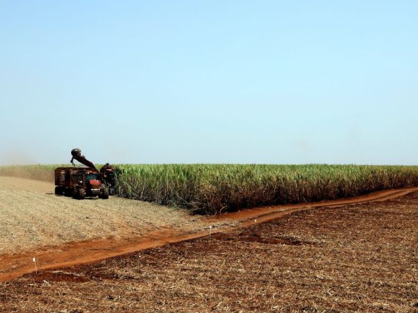 Plantação de soja