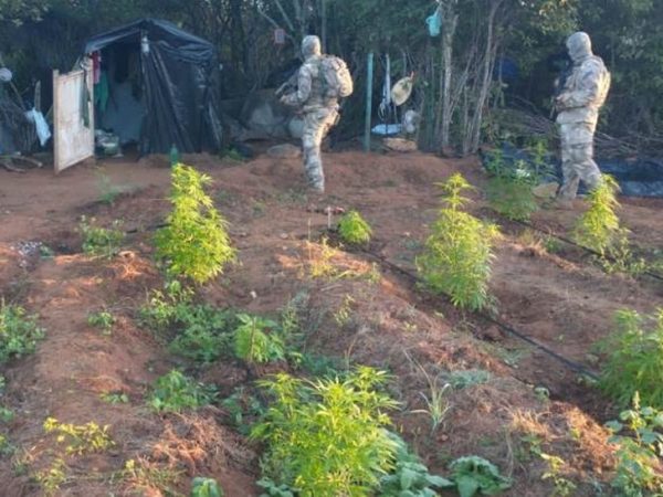 Plantio de cannabis sativa foi localizado na  área de divisa entre a Paraíba e Pernambuco, na região do cariri paraibano — Foto: PMPB