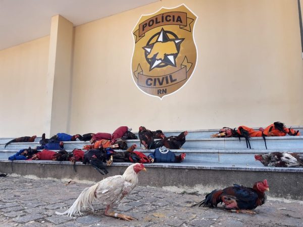 Com sinais de maus tratos, galos são apreendidos pela Polícia Militar — Foto: Lucas Cortez/Inter TV Cabugi