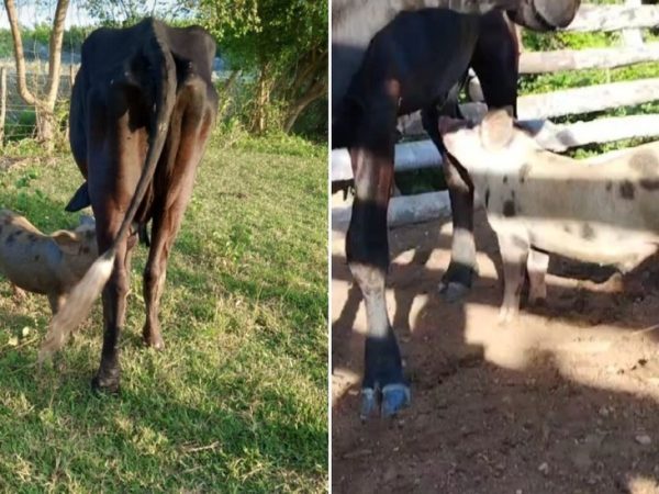 Porco mama nas tetas de vacas em fazenda no interior do RN — Foto: Reprodução