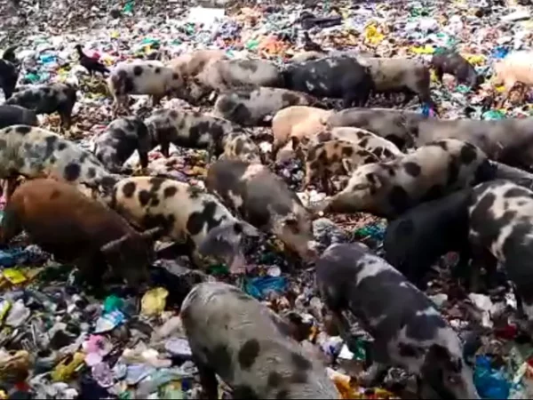 Porcos são vistos em lixão no município de João Câmara — Foto: Reprodução