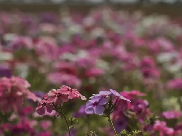 primavera