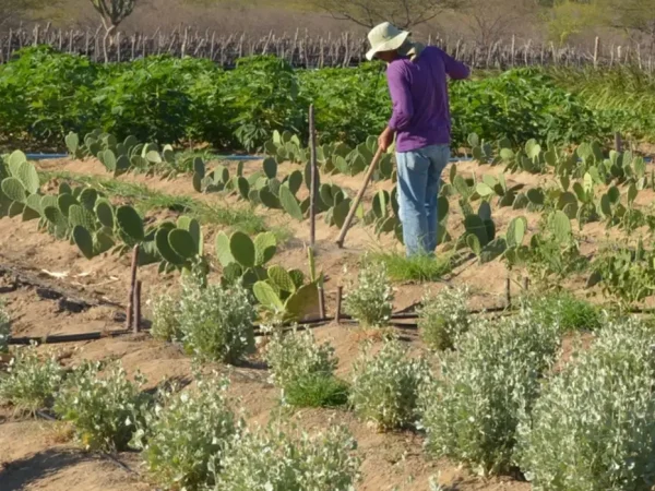 Produtor rural no Semiárido