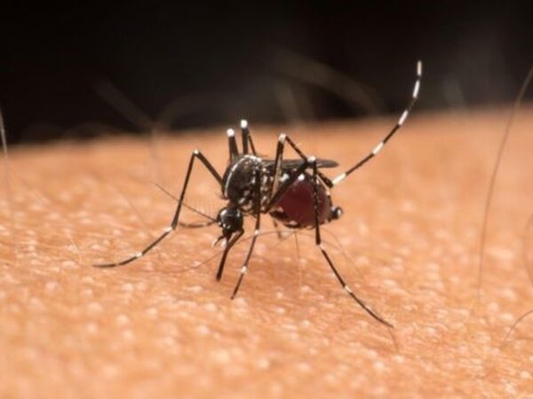 Aedes aegypti é reconhecido por sua coloração escura com listras brancas ao longo do corpo e pernas. — Foto: GETTY IMAGES via BBC