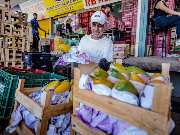 Brasília-DF, 10.11.2023, A Centrais de Abastecimento do Distrito Federal, a CEASA-DF, tem movimento intenso de pessoas que buscam as melhores frutas, legumes e verduras.  Foto: Rafa Neddermeyer/Agência Brasil