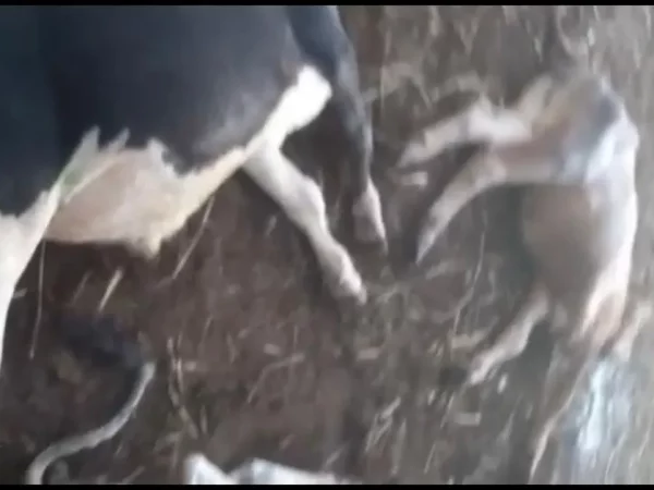 Raio mata sete garrotes em fazenda na região Oeste do RN — Foto: Reprodução