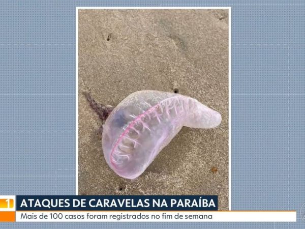 Mais de 100 queimaduras registradas por animais marinhos em João Pessoa no último fim de semana — Foto: Reprodução / TV Cabo Branco