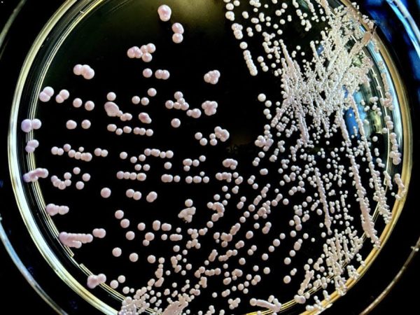 Microrganismo é resistente a medicamentos e se espalha principalmente em ambientes hospitalares — Foto: Scharvik/istock
