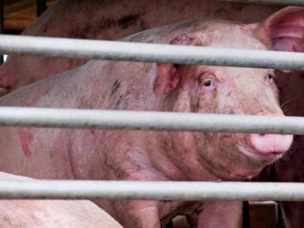 Cientistas descobriram evidências de infecção recente em pessoas que trabalhavam na indústria suína na China — Foto: Getty Images.BBC