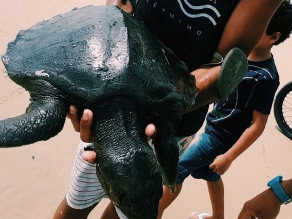 Tartarugas cobertas de óleos foram encontradas em praias do litoral nordestino — Foto: Instituto Verdeluz/Divulgação