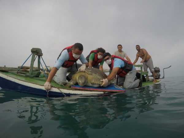 Tartaruga de 150 kg é devolvida ao mar após tratamento em Areia Branca — Foto: Projeto Cetáceos
