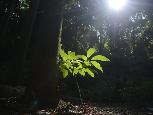Floresta da Tijuca ganha mudas de espécies nativas da Mata Atlântica