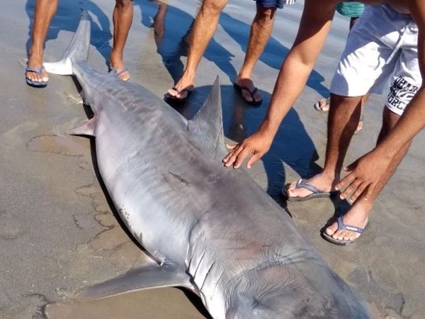 Segundo os pescadores que pegaram o tubarão, ele foi tirado da água já sem vida (Foto: Daniel Bezerra)