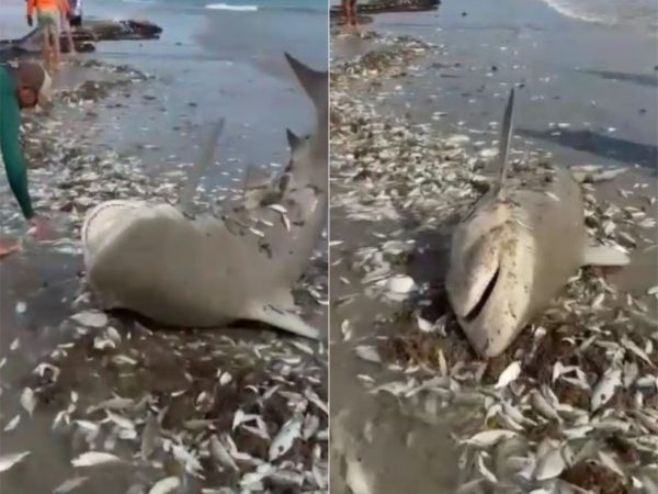 Tubarão foi 'capturado' em Galinhos, no RN — Foto: Reprodução