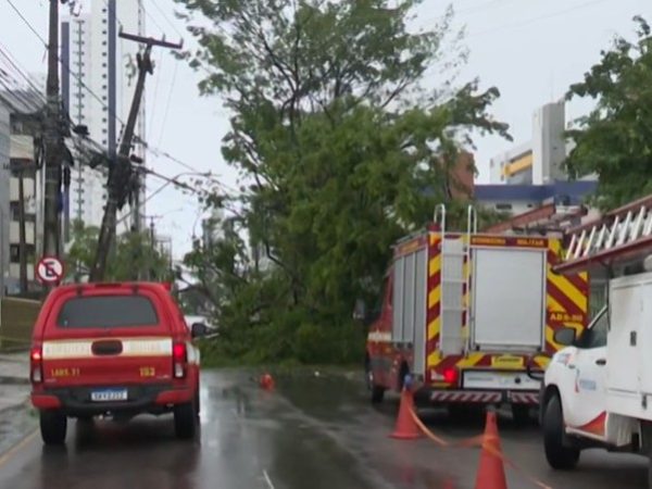 Árvore cai na Avenida Júlia Freire após chuvas e interdita via no Expedicionários, em João Pessoa — Foto: Reprodução / TV Cabo Branco